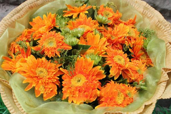 弗朗花有什么花语，代表携手一生、坚韧不拔