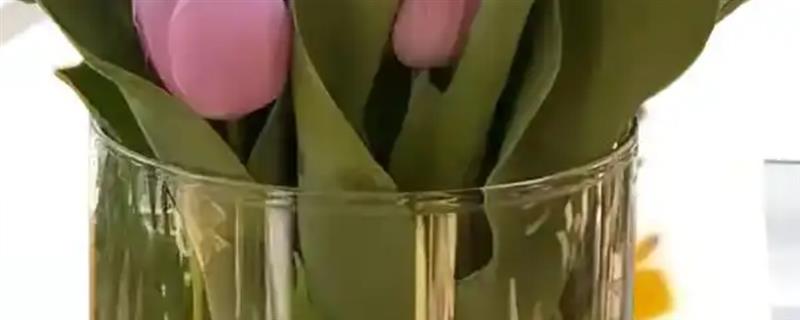 郁金香怎么水养，每隔2-3天就要换水一次