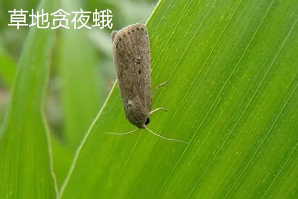 哪些害虫会吃庄稼，常见蝗虫、蛴螬、玉米螟等品种