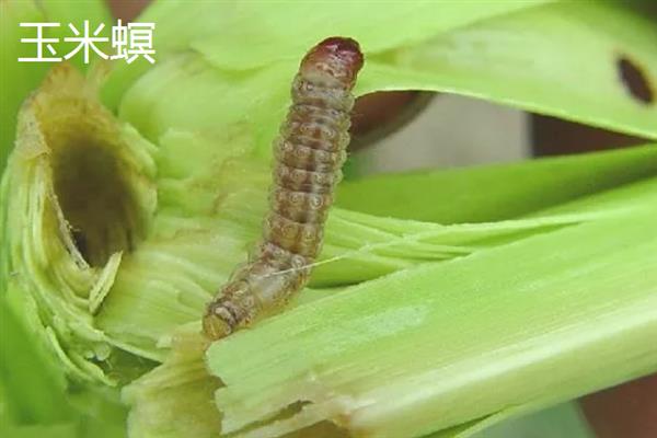 哪些害虫会吃庄稼，常见蝗虫、蛴螬、玉米螟等品种