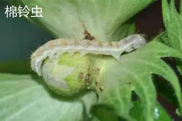 哪些害虫会吃庄稼，常见蝗虫、蛴螬、玉米螟等品种