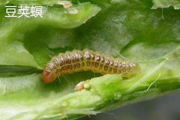 哪些害虫会吃庄稼，常见蝗虫、蛴螬、玉米螟等品种