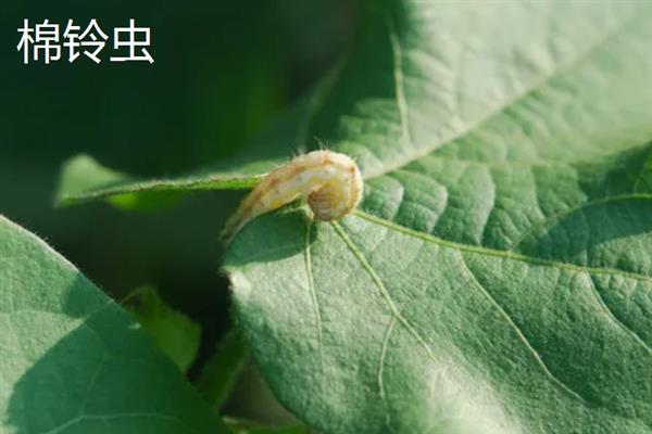 哪些害虫会吃庄稼，常见蝗虫、蛴螬、玉米螟等品种