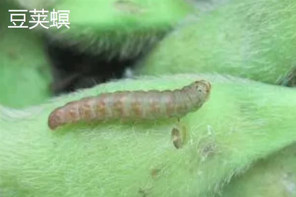 哪些害虫会吃庄稼，常见蝗虫、蛴螬、玉米螟等品种