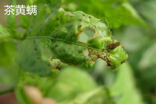 哪些害虫会吃庄稼，常见蝗虫、蛴螬、玉米螟等品种