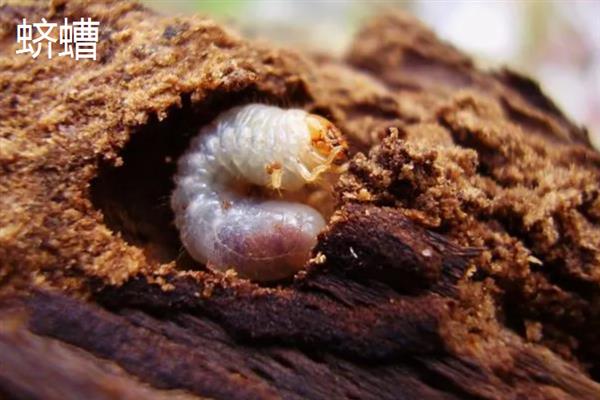 哪些害虫会吃庄稼，常见蝗虫、蛴螬、玉米螟等品种