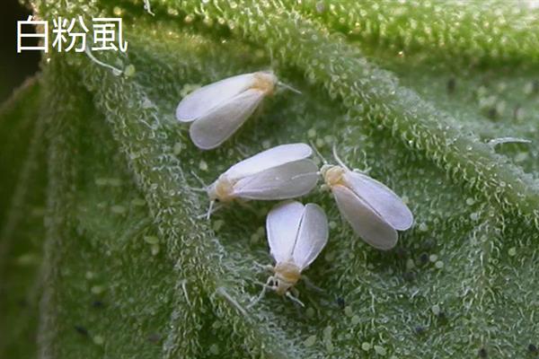 哪些害虫会吃庄稼，常见蝗虫、蛴螬、玉米螟等品种