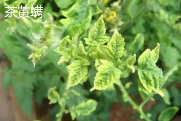 哪些害虫会吃庄稼，常见蝗虫、蛴螬、玉米螟等品种