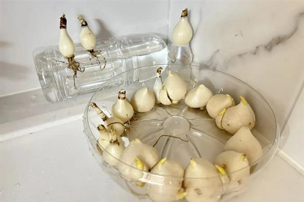 郁金香怎么水养，每隔2-3天就要换水一次