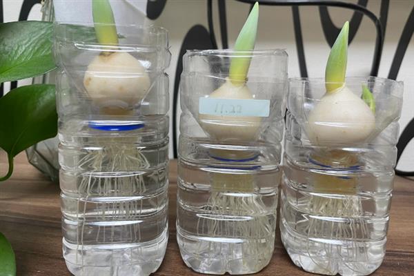 郁金香怎么水养，每隔2-3天就要换水一次