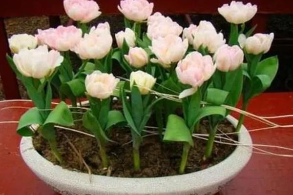 郁金香怎么水养，每隔2-3天就要换水一次