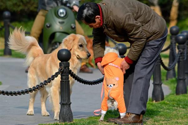 狗狗对主人的恐惧感如何消除，需要主人的耐心和细心