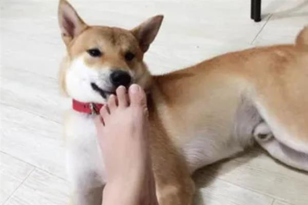 狗狗对主人的恐惧感如何消除，需要主人的耐心和细心