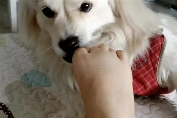 狗狗对主人的恐惧感如何消除，需要主人的耐心和细心