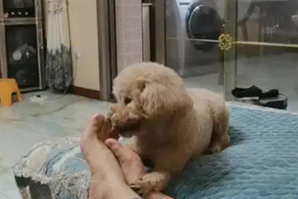 狗狗对主人的恐惧感如何消除，需要主人的耐心和细心