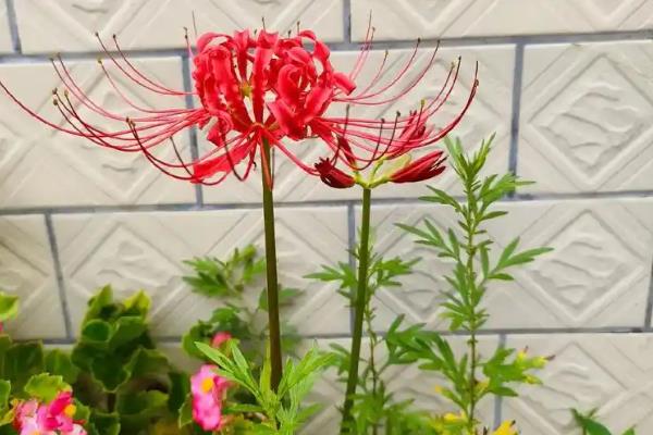 红花石蒜能不能在家养殖，喜欢半阴环境可在家栽培