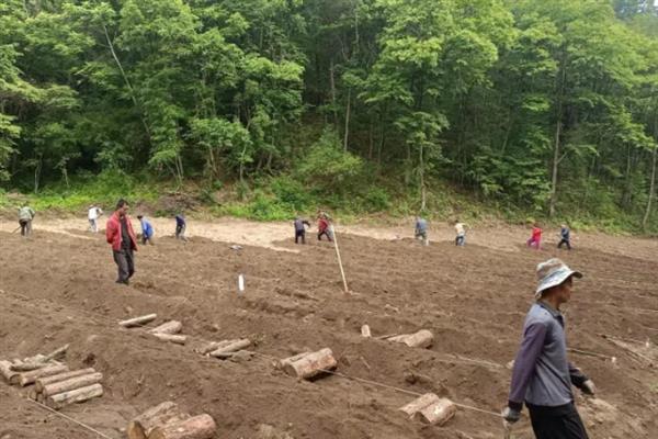 茯苓的生长环境介绍，生长温度以10-35℃为宜