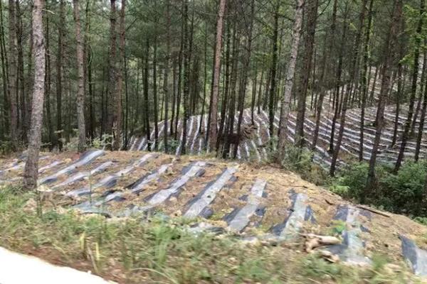 茯苓的生长环境介绍，生长温度以10-35℃为宜
