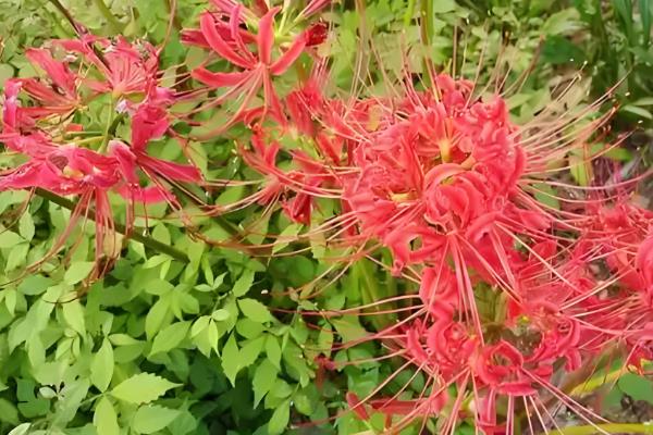 红花石蒜能不能在家养殖，喜欢半阴环境可在家栽培