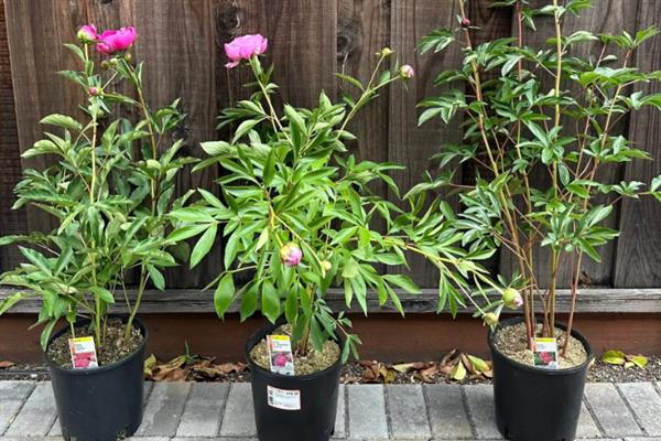 盆栽芍药花的养护方法，夏季做好通风工作可避免病虫滋生