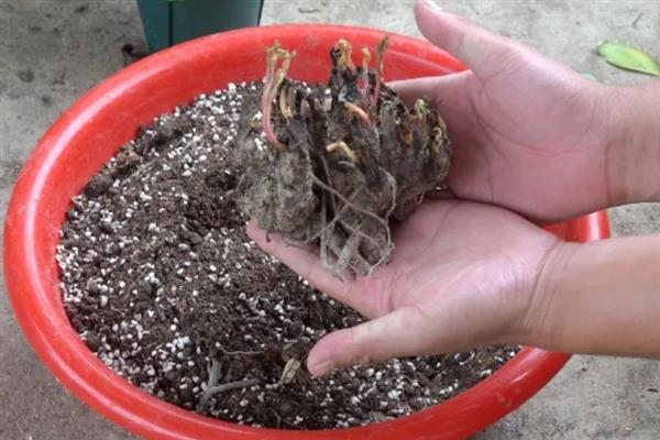 盆栽芍药花的养护方法，夏季做好通风工作可避免病虫滋生