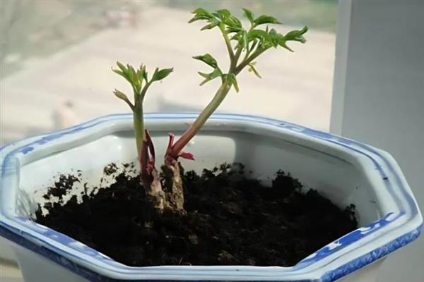 盆栽芍药花的养护方法，夏季做好通风工作可避免病虫滋生