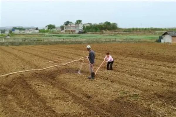 苜蓿怎么播种，可采取撒播、点播等方式