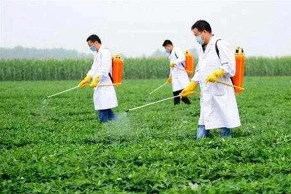 苜蓿怎么播种，可采取撒播、点播等方式