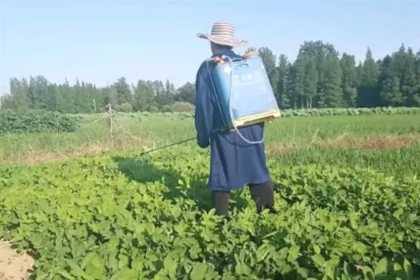 苜蓿怎么播种，可采取撒播、点播等方式
