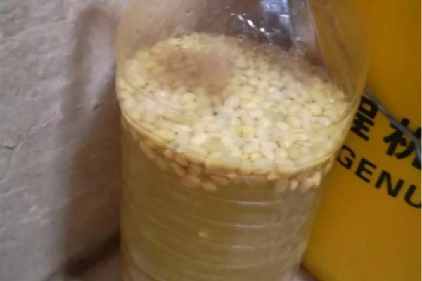 蟹爪兰适合施什么肥，生长季节对氮肥的需求较多
