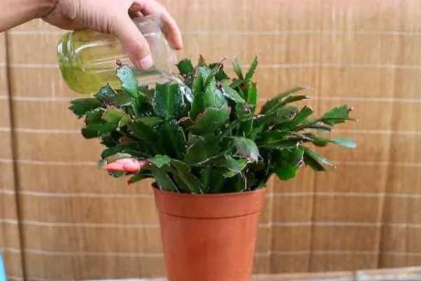 蟹爪兰适合施什么肥，生长季节对氮肥的需求较多