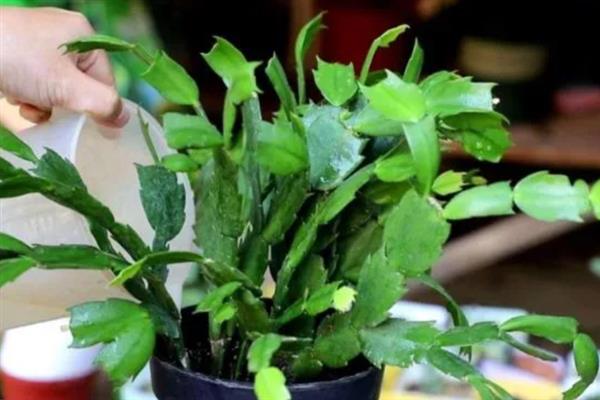 蟹爪兰适合施什么肥，生长季节对氮肥的需求较多