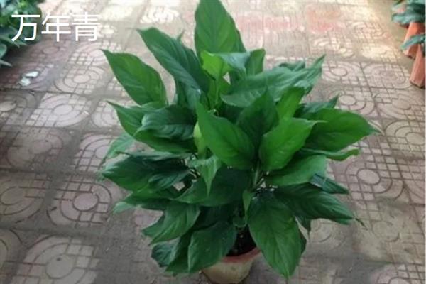 哪些植物可以放在卧室中，常见芦荟、万年青、一叶兰等品种