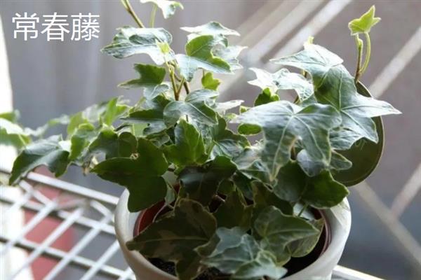 哪些植物可以放在卧室中，常见芦荟、万年青、一叶兰等品种