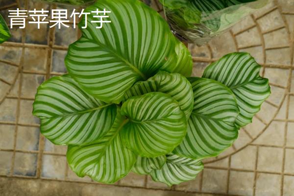 哪些植物可以放在卧室中，常见芦荟、万年青、一叶兰等品种