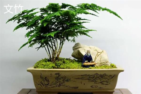 哪些植物可以放在卧室中，常见芦荟、万年青、一叶兰等品种