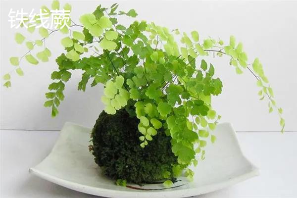 哪些植物可以放在卧室中，常见芦荟、万年青、一叶兰等品种