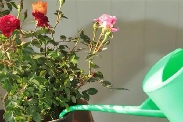 玫瑰枯萎了还能不能活过来，玫瑰枯萎了还能活