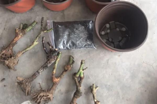 玫瑰枯萎了还能不能活过来，玫瑰枯萎了还能活