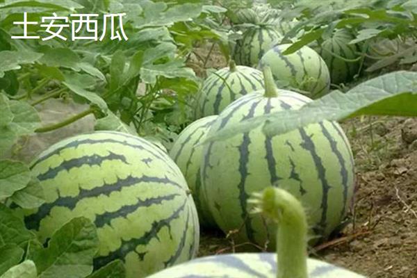 山东泰安市的水果特产