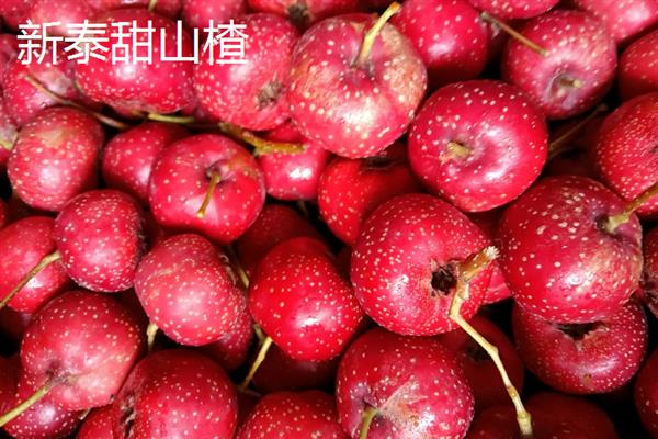 山东泰安市的水果特产