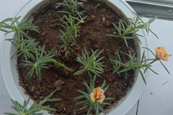 重瓣太阳花如何养成老桩，需要让其有充足的光照