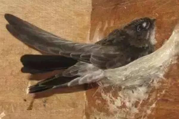 养活楼燕的方法，每天至少喂食8次