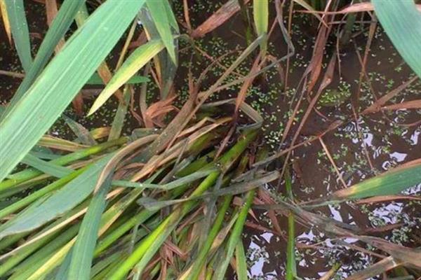 水稻农药药害的判断技巧，可以查肥水、土壤状况