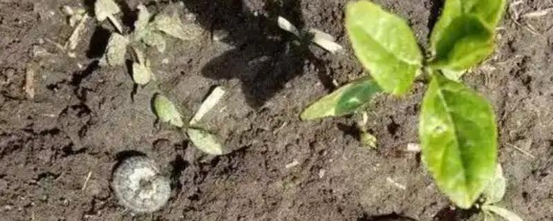 辣椒小地老虎如何防治，可利用黑光灯诱杀