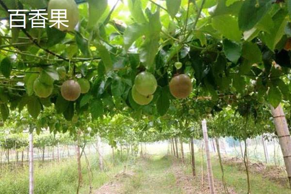 爬藤水果的种类，常见葡萄、猕猴桃等品种