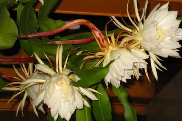 昙花一年能开几次，一年能开3次