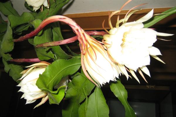 昙花一年能开几次，一年能开3次