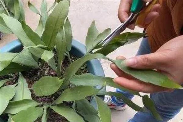 昙花一年能开几次，一年能开3次