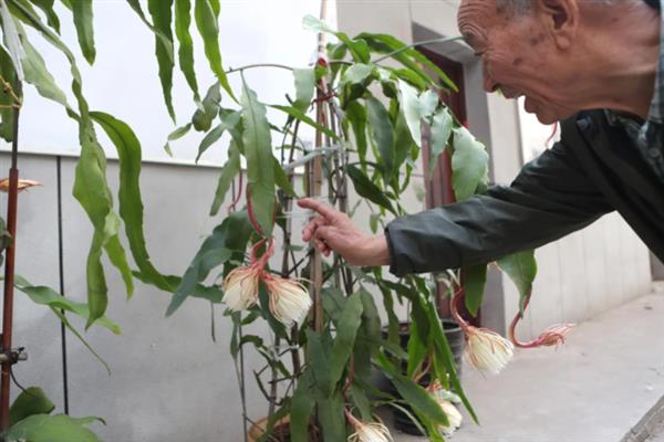昙花一年能开几次，一年能开3次